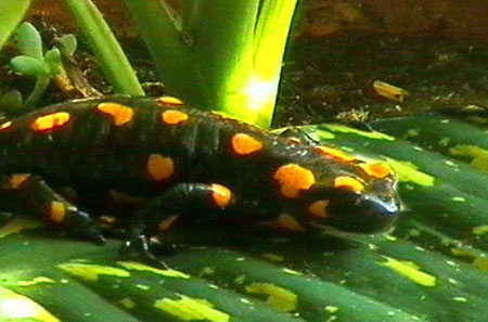 окраска цвет саламандры